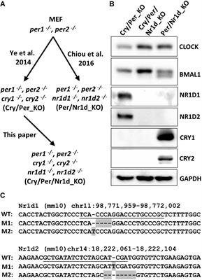 A Sextuple Knockout Cell Line System to Study the Differential Roles of CRY, PER, and NR1D in the Transcription-Translation Feedback Loop of the Circadian Clock